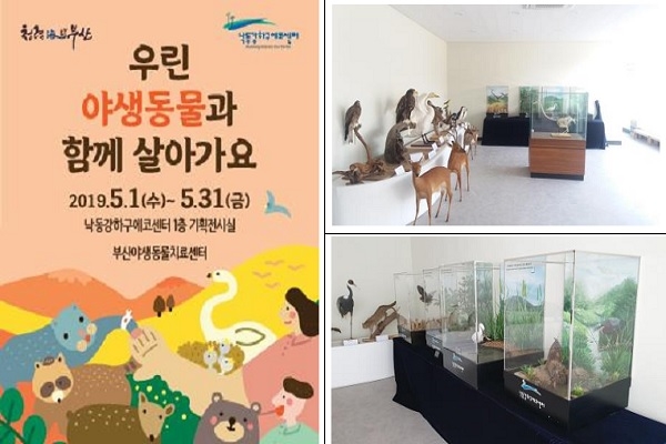 부산에 위치한 낙동강하구에코센터 1층에서 야생동물 보호와 치료에 대한 주제로 전시회가 5월 한 달간 열린다(사진: 부산시 제공).