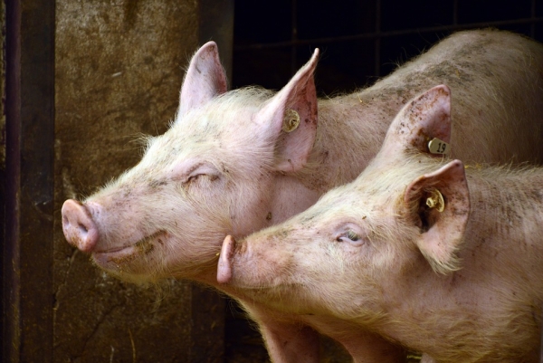 오는 25일부터 돼지에게 잔반을 주다가 적발될 시 1000만 원 이하의 과태료가 부과된다(사진: 구글 무료 이미지).