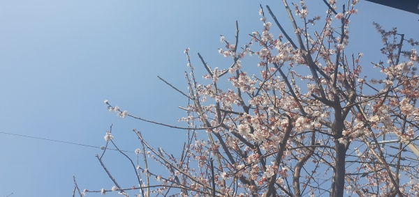 봄의 시작을 알리는 벚꽃이 피기 시작했다(사진: 김윤정 제공)