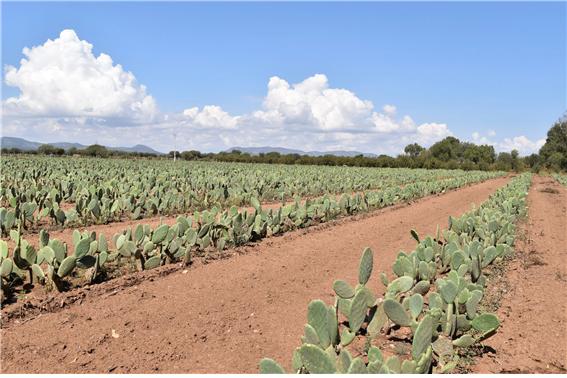 멕시코에서 선인장 가죽 ‘데세르토’를 위해 선인장을 재배하고 있는 모습이다(사진: 데세르토 공식 홈페이지 캡처).