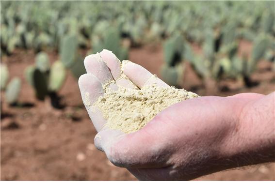‘데세르토’를 만들기 전, 선인장을 수확해 가루로 만드는 작업을 한다(사진: 데세르토 공식 홈페이지 캡처).