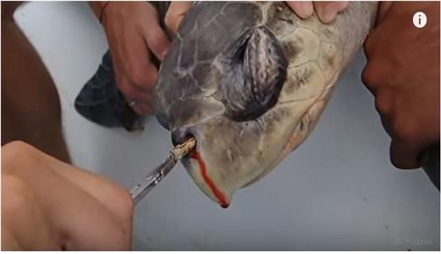 해양 생물학자 크리스틴 피그너가 바다거북의 코에서 빨대를 뽑아내자 코피가 계속 흘러나오는 모습이다(사진: 유튜브 Sea Turtle Biologist 영상 캡처).