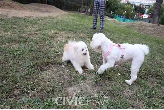 강아지들이 잔디에서 자유롭게 놀고 있다(사진: 김세인씨 제공).