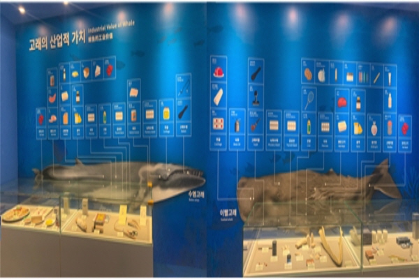 수염고래, 이빨고래의 산업적 가치를 박물관에서 그림으로 알기 쉽게 관람객들에게 설명해주고 있다(사진: 취재기자 김현진).