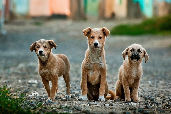 사람의 손길을 기다리는 강아지들 (사진: pixabay 무료이미지).