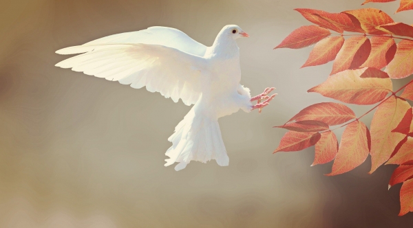 사랑과 평화의 상징 비둘기가 혐오와 불쾌의 상징으로 불린다(사진: pixabay 무료 이미지).