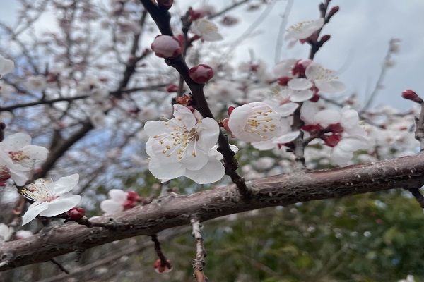 꽃 피는 따스한 날씨가 지속될 것으로 예상된다(사진: 취재기자 박상현).