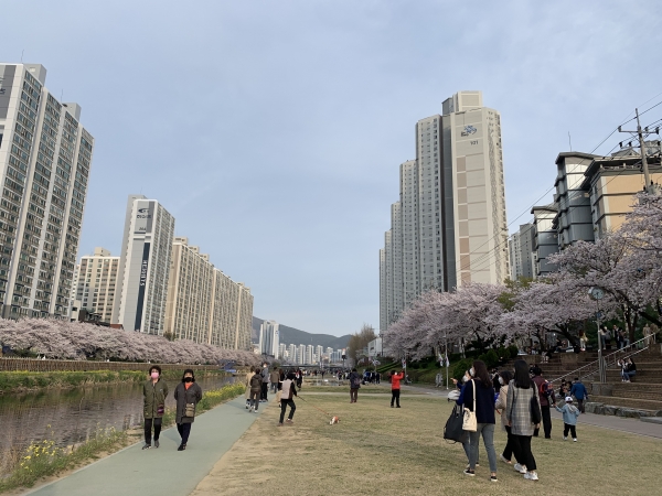 벚꽃이 대부분 만발한 부산 온천천 시민공원 산책로에 시민들의 꽃 구경 발길도 늘어나고 있다(사진: 취재기자 성민주).