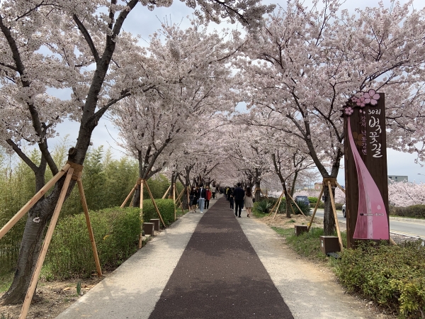 대나무와 어우러진 싱그러운 벚꽃 터널에 사람들은 연인, 가족 등과 함께 손을 잡고 산책로를 따라 걷고 있다(사진: 취재기자 성민주).