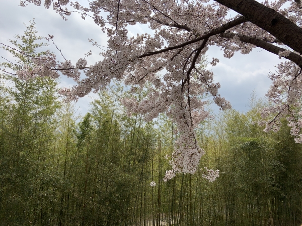 대나무와 벚꽃이 어우러져 싱그러운 느낌의 대저 생태공원(사진: 취재기자 성민주).