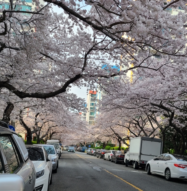 수영구에 위치한 삼익비치타운 아파트 단지에도 벚나무가 조성한 벚꽃 터널이 펼쳐졌다(사진: 취재기자 성민주).