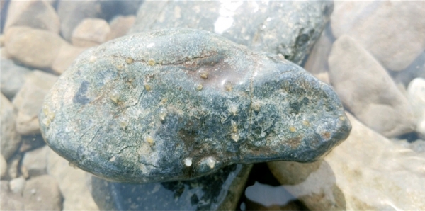 황어는 알을 낳을 때, 바위나 자갈에 붙여 낳기 때문에 대체로 바위 근처에서 황어 알을 쉽게 관찰할 수 있다(사진: 취재기자 성민주).