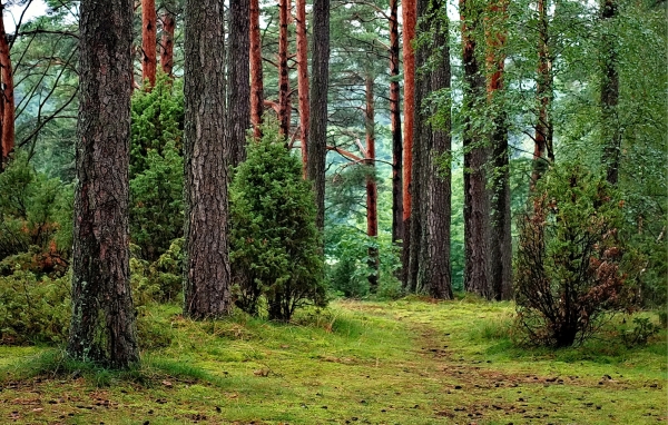 매년 4월 5일은 나무 심는 날인 ‘식목일’으로 환경을 보호하는 기념일이다(사진: pixabay 무료 이미지).