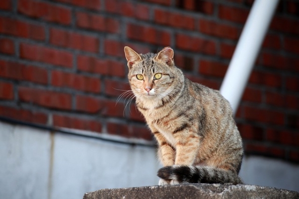 고양이에 대한 사람들의 애정이 많아졌음에도 불구하고 여전히 주민들과 길고양이들, 그리고 캣맘 사이에서 아직도 많은 마찰을 빚고 있다(사진: pixabay 무료 이미지).