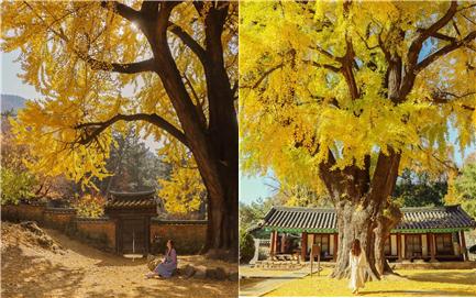 밀양 금시당(왼쪽), 전주 향교(오른쪽)에 수백 년의 세월을 견뎌온 은행나무가 노랗게 물들어있는 모습이 장관이다. 한 여성이 그 밑에서 포즈를 취하고 있다 (사진: 취재기자 김희진 ).