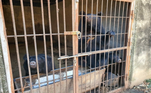 당국에 사육시설이라고 등록하지 않고 불법으로 반달가슴곰을 키우던 한 농가가 적발됐다(사진: 낙동강유역환경청 제공).