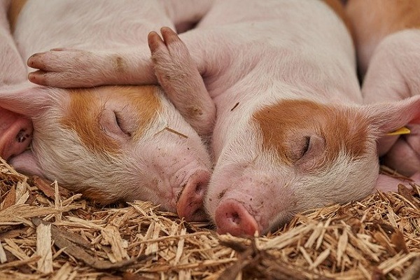 장기이식을 위해 형질전환 돼지가 무균 시설에서 자라고 있다(사진: pixabay 무료 이미지).