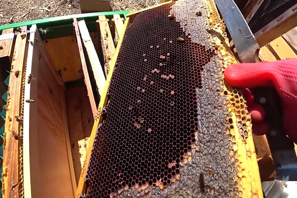 양봉업자가 벌통을 열고 사라진 벌들이 있음을 확인하고 있다(사진: 유튜브 채널 ‘프응 TV’ 영상 캡처).