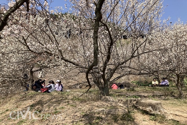 관광객들이 순매원의 매화나무 아래에 돗자리를 펴고 나들이를 즐기고 있다(사진 : 취재기자 장광일).