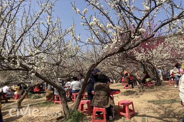많은 사람들이 매화나무 아래에 앉아서 파전과 막걸리를 즐기고 있다(사진 : 취재기자 장광일).