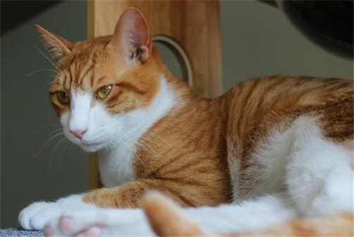 공공형 고양이 보호 분양센터의 보호실에서 고양이가 쉬고 있다(사진: 취재기자 이영아).